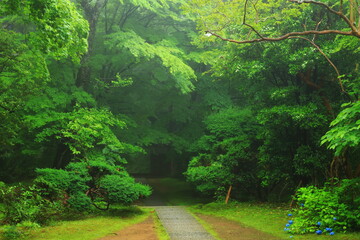 Obraz premium Świeża zieleń Chusonji światowego dziedzictwa