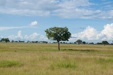 lonely tree in the field