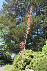 Fototapeta premium A pink wildflower in a garden