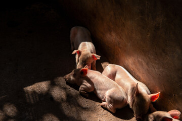 Little piglets with pink ears in sun light. Cute pig sibling family growing in concrete cage. Farm...