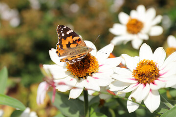 butterfly vanessa cardui sits on a Coreopsis Starlight flower on a sunny day