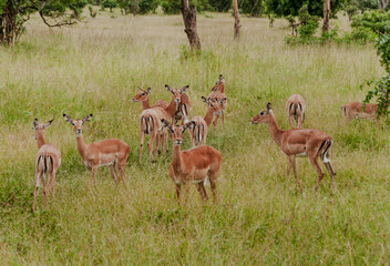 Naklejka na ściany i meble group of antelope