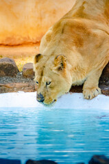 Beautiful animals photographed in a zoo in Brazil with natural light.