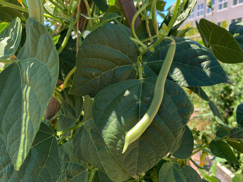 A Green Bean Growing On The Vine In A Garden, Ready To Be Picked