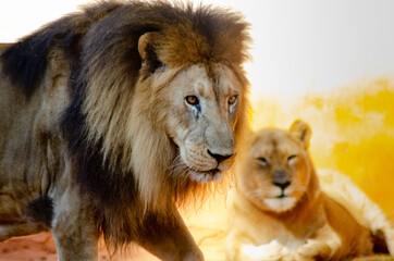 Beautiful animals photographed in a zoo in Brazil with natural light.