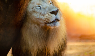 Beautiful animals photographed in a zoo in Brazil with natural light.