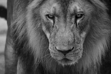 Beautiful animals photographed in a zoo in Brazil with natural light.
