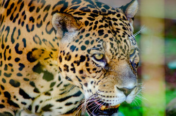 Beautiful animals photographed in a zoo in Brazil with natural light.