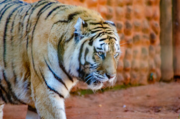 Beautiful animals photographed in a zoo in Brazil with natural light.