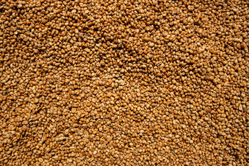 Brown coffee bean drying on sun light. Coffee pile top view photo. Sun dried coffee bean texture. Rustic natural drink