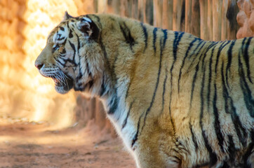Beautiful animals photographed in a zoo in Brazil with natural light.