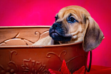Puggle Puppy Relaxes in a Basket in front of a Bright Red Christmas Background
