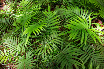 Green fern leaves in a forest, top view photo. Fern leaf texture in natural environment. Leaf meadow in sunlight.