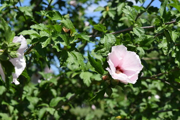 A pink hibiscus flower in a tree