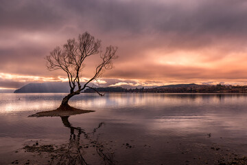 Isolation: Lone tree growing in Lake Bed - Wanaka, New Zealand