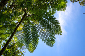 Green tropical tree foliage on blue sky background. Tree fern crown on sky. Palm leaf ornament.