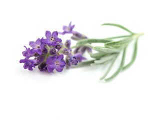 Lavender flower with leaves white background Macro photo