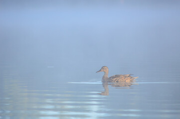 Mallard duck swimming in faint fog