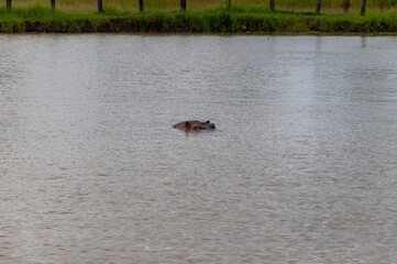 hippopotamus in the water