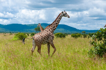 a tower of giraffes in the savannah