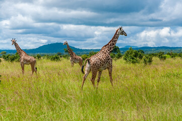 a tower of giraffes in the savannah