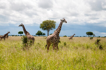 a tower of giraffes in the savannah
