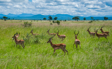 herd of deer in the field