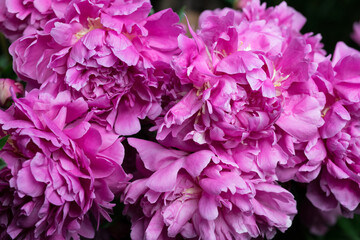Beautiful summer garden flowers close-up.