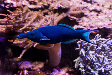  Green birdmouth wrasse (Gomphosus caeruleus).
