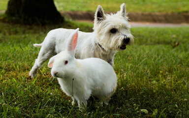 A white west highland terrier and two rabbits pose on a summer afternoon.