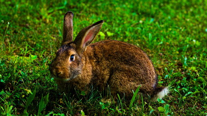 A white west highland terrier and two rabbits pose on a summer afternoon.