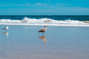 seagull on the beach