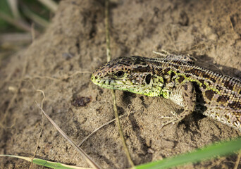 Common lizard (lat. Lacerta agilis) warms in a sunny glade. Summer