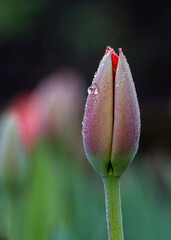 red tulip bud with morning dew