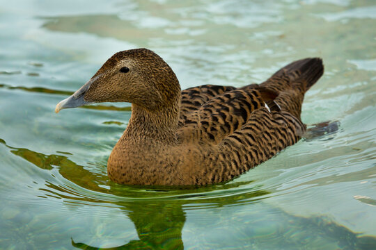 Eider duck. (Somateria mollissima).