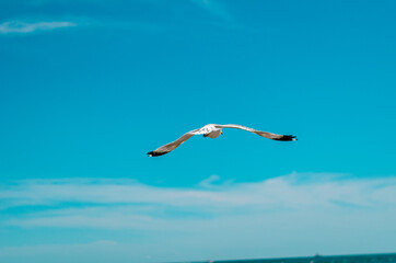seagull flying