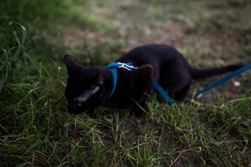 cat with harness in grass
