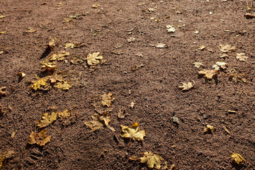 Yellow leaves on the floor
