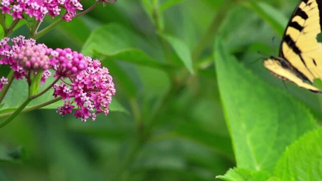 Tiger Swallowtail butterfly, Papilio glaucus, on Swamp Milkweed, Incarnata