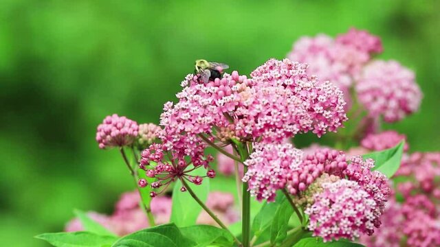 Bumblebee on Swamp Milkweed, a beautiful pink pollinator flower with complimentary colors on green 