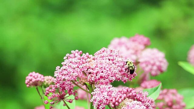 Bumblebee on Swamp Milkweed, a beautiful pink pollinator flower with complimentary colors on green 