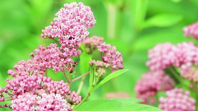 Honeybee, Apis, on swamp milkweed, Incarnata