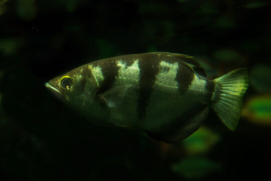 Banded archerfish (Toxotes jaculatrix).
