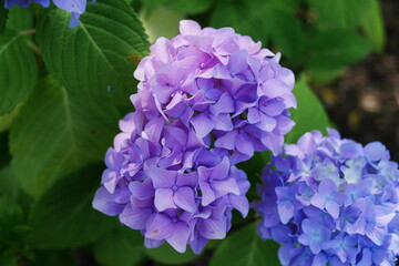 薄い赤紫路のアジサイ