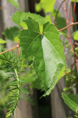 green leaves of a tree