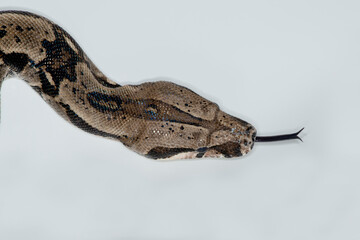 Columbian Red-tailed Boa on white background sticking out tongue
