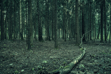 Dark gloomy mystical forest landscape with a snag in the foreground