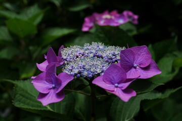 満開のベニガクアジサイ
