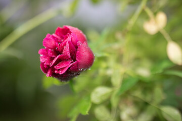 Beautiful summer garden flowers close-up.