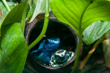 Closeup of Blue poison dart frog and Green and Black poison dart frog,
